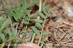 Schopfiger Hufeisenklee (Hippocrepis comosa) (C253741) Schopfiger Hufeisenklee (Hippocrepis comosa) (C253741)
