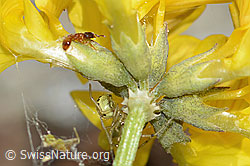 Schopfiger Hufeisenklee (Hippocrepis comosa)