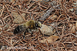 Gebänderte Pelzbiene (Anthophora aestivalis) (C253752)