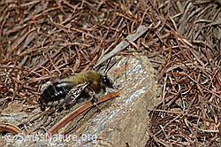 Gebänderte Pelzbiene (Anthophora aestivalis) (C253757)