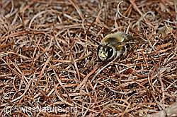 Gebänderte Pelzbiene (Anthophora aestivalis) (C253776)