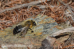 Gebänderte Pelzbiene (Anthophora aestivalis) (C253778)