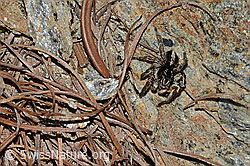 V-Fleck-Springspinne (Aelurillus v-insignitus) (C253788) V-Fleck-Springspinne (Aelurillus v-insignitus) (C253788)