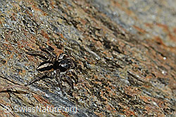 V-Fleck-Springspinne (Aelurillus v-insignitus) (C253790) V-Fleck-Springspinne (Aelurillus v-insignitus) (C253790)