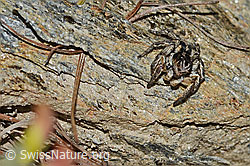 V-Fleck-Springspinne (Aelurillus v-insignitus) (C253792) V-Fleck-Springspinne (Aelurillus v-insignitus) (C253792)