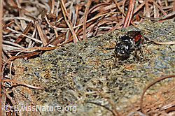 Foto: Gewöhnliche Blutbiene (Sphecodes ephippius)