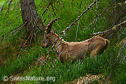 C263036: Alpensteinbock (Capra ibex)