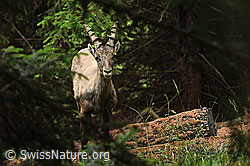 Alpensteinbock (Capra ibex) (C263040) Alpensteinbock (Capra ibex) (C263040)