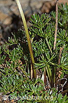 Zwerg-Mutterwurz (Ligusticum mutellinoides) (C263083)