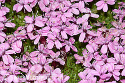 Kalk-Polsternelke (Silene acaulis) (C263097)