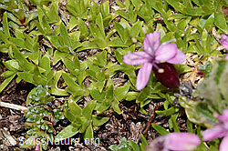 Kalk-Polsternelke (Silene acaulis) (C263100)