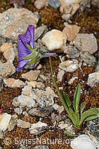 Langsporniges Stiefmütterchen (Viola calcarata) (08.07.2023, C263137)