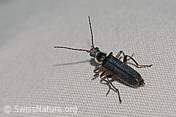 Foto: Cantharis pagana (Weichkäfer)