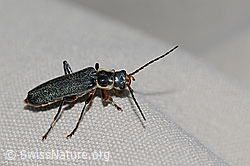 Foto: Cantharis pagana (Weichkäfer)