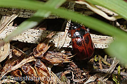 Gonioctena nivosa (Blattkäfer) (C263207) Gonioctena nivosa (Blattkäfer) (C263207)