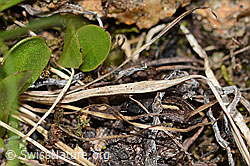 Odontoscelis fuliginosa (Schildwanze) (C263211) Odontoscelis fuliginosa (Schildwanze) (C263211)
