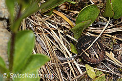 Odontoscelis fuliginosa (Schildwanze) (C263215) Odontoscelis fuliginosa (Schildwanze) (C263215)