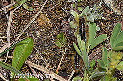 Malacosoma alpicola (C263218)