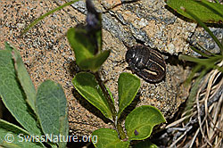 Odontoscelis fuliginosa (Schildwanze) (C263239) Odontoscelis fuliginosa (Schildwanze) (C263239)