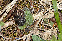 Odontoscelis fuliginosa (Schildwanze) (C263248) Odontoscelis fuliginosa (Schildwanze) (C263248)