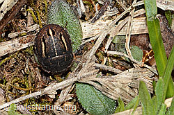 Odontoscelis fuliginosa (Schildwanze) (C263250) Odontoscelis fuliginosa (Schildwanze) (C263250)