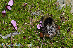 Berglandhummel (Bombus monticola) an Kalk-Polsternelke (Silene acaulis) (C263254)