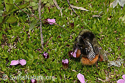 Berglandhummel (Bombus monticola) an Kalk-Polsternelke (Silene acaulis) (C263255)