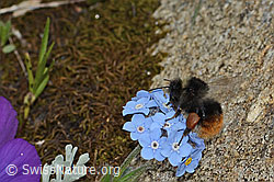 Berglandhummel (Bombus monticola) an Alpen-Vergissmeinnicht (Myosotis alpestris) (C263257)