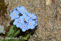 Myosotis alpestris (C263259)