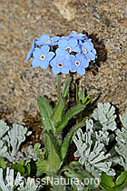 Alpen-Vergissmeinnicht (Myosotis alpestris) (08.07.2023, C263260)