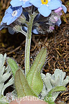 Myosotis alpestris (C263262)