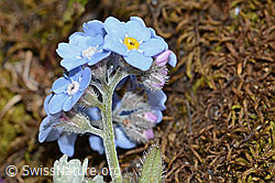 Alpen-Vergissmeinnicht (Myosotis alpestris) (08.07.2023, C263263)