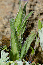 Myosotis alpestris (C263265)