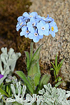Myosotis alpestris (C263268)