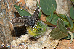 Zwerg-Bläuling (Cupido minimus) auf Alpen-Wundklee (Anthyllis vulneraria ssp. alpestris) (C263280)