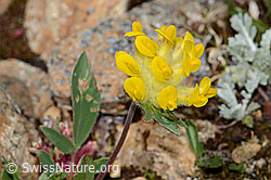 Anthyllis vulneraria ssp. alpestris (C263289) Anthyllis vulneraria ssp. alpestris (C263289)