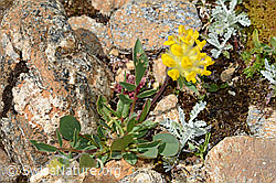 Anthyllis vulneraria ssp. alpestris (C263294) Anthyllis vulneraria ssp. alpestris (C263294)