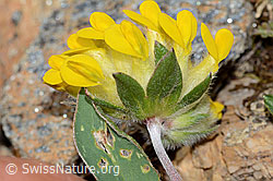 Anthyllis vulneraria ssp. alpestris (C263295) Anthyllis vulneraria ssp. alpestris (C263295)
