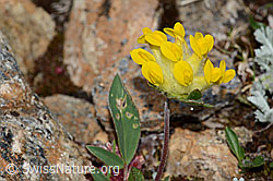 Anthyllis vulneraria ssp. alpestris (C263296) Anthyllis vulneraria ssp. alpestris (C263296)