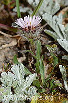 Einköpfiges Berufkraut (Erigeron uniflorus) (C263299)