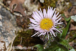 Einköpfiges Berufkraut (Erigeron uniflorus) (08.07.2023, C263302)