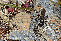 Frühlings-Wegwespe (Anoplius viaticus) (C263321)