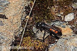 Frühlings-Wegwespe (Anoplius viaticus) (C263329)