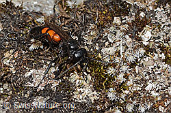 Frühlings-Wegwespe (Anoplius viaticus) (C263338)