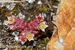 Frühlings-Wegwespe (Anoplius viaticus) auf Dunklem Mauerpfeffer (Sedum atratum) (C263341)