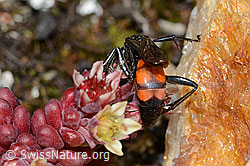 Frühlings-Wegwespe (Anoplius viaticus) auf Dunklem Mauerpfeffer (Sedum atratum) (C263342)
