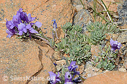 Alpen-Leinkraut (Linaria alpina) (C263384)