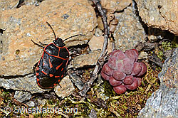 Eurydema rotundicollis (C263401)