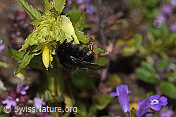Foto: Steinhummel (Bombus lapidarius) an Schmalblättrigem Klappertopf (Rhinanthus glacialis)