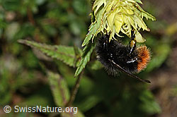 Foto: Steinhummel (Bombus lapidarius) an Schmalblättrigem Klappertopf (Rhinanthus glacialis)